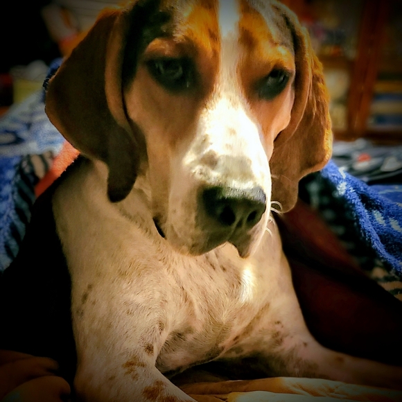 Meet your Posher, Hooter - Picture 13 of 16